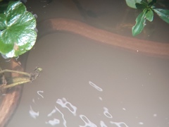 Mesotes strigatus