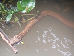 Mesotes strigatus