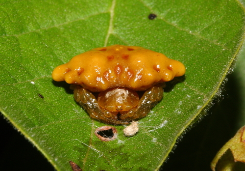 Aethriscus pani