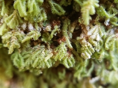 Catharomnion ciliatum