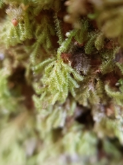 Catharomnion ciliatum