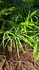 Pteris cretica