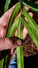 Pteris cretica