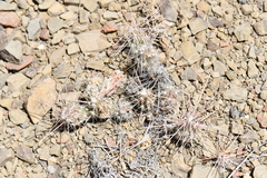 Grusonia grahamii