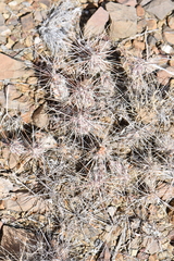 Grusonia grahamii