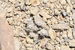 Grusonia grahamii