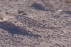 Cyprinodon macularius