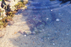 Abudefduf declivifrons