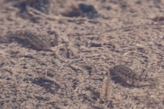 Cyprinodon macularius