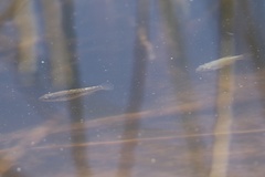 Cyprinodon macularius