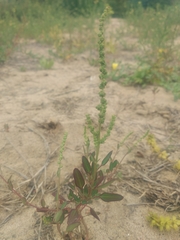 Chenopodium acuminatum