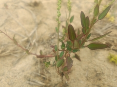 Chenopodium acuminatum