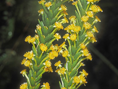 Struthiola tomentosa