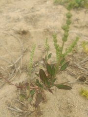 Chenopodium acuminatum