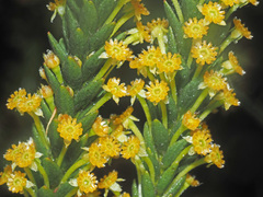 Struthiola tomentosa