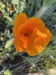 Eschscholzia californica