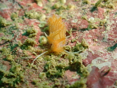 Sakuraeolis enosimensis