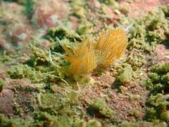 Sakuraeolis enosimensis