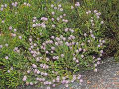 Stilbe ericoides