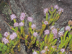 Stilbe ericoides