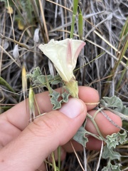 Calystegia collina venusta