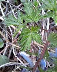 Corydalis incisa