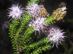 Stilbe ericoides