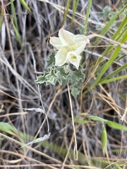 Calystegia collina venusta