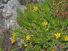 Villarsia capensis