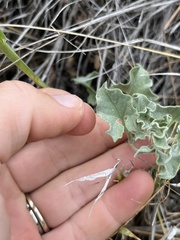 Calystegia collina venusta