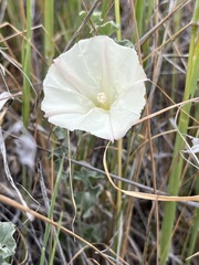 Calystegia collina venusta