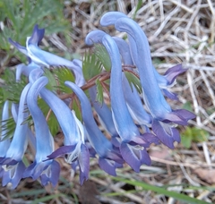 Corydalis incisa