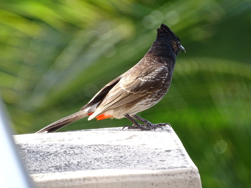 Red-vented Bulbul