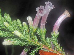 Erica perspicua