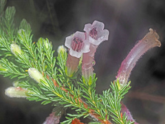 Erica perspicua