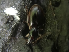 Paranchus albipes