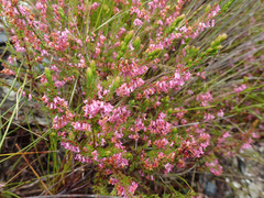 Erica intervallaris