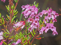 Erica intervallaris