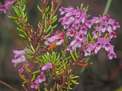 Erica intervallaris