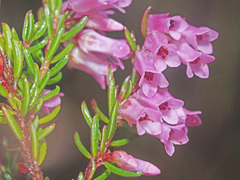 Erica intervallaris