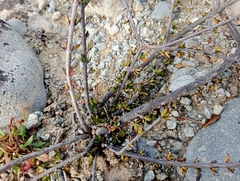 Coprosma brunnea