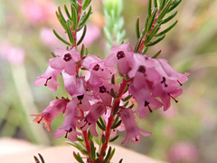 Erica intervallaris