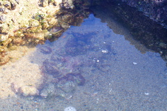 Abudefduf declivifrons