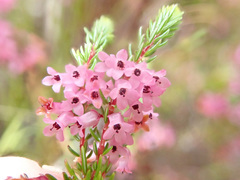 Erica intervallaris