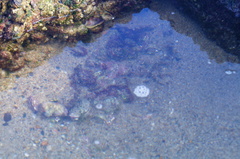 Abudefduf declivifrons