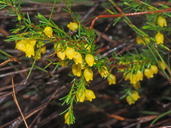 Erica campanularis