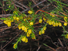 Erica campanularis