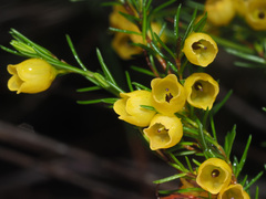 Erica campanularis