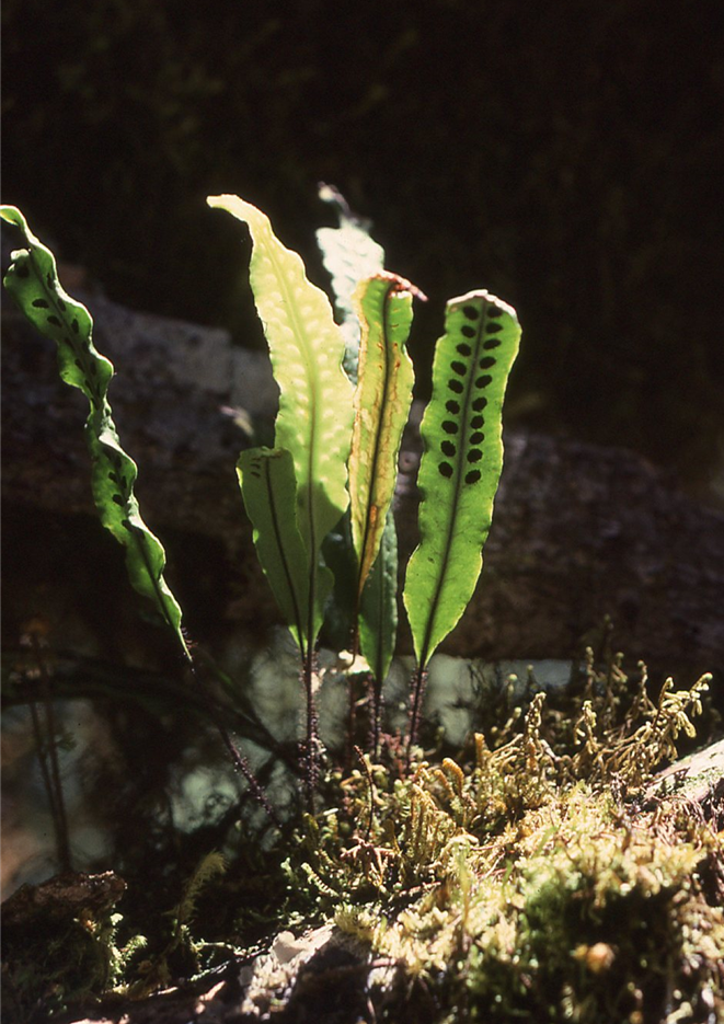 Oreogrammitis scabristipes