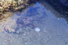 Abudefduf declivifrons